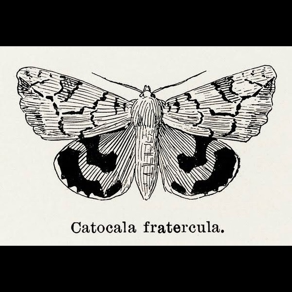 8 Framed Butterfly Prints - Picture 2 of 9